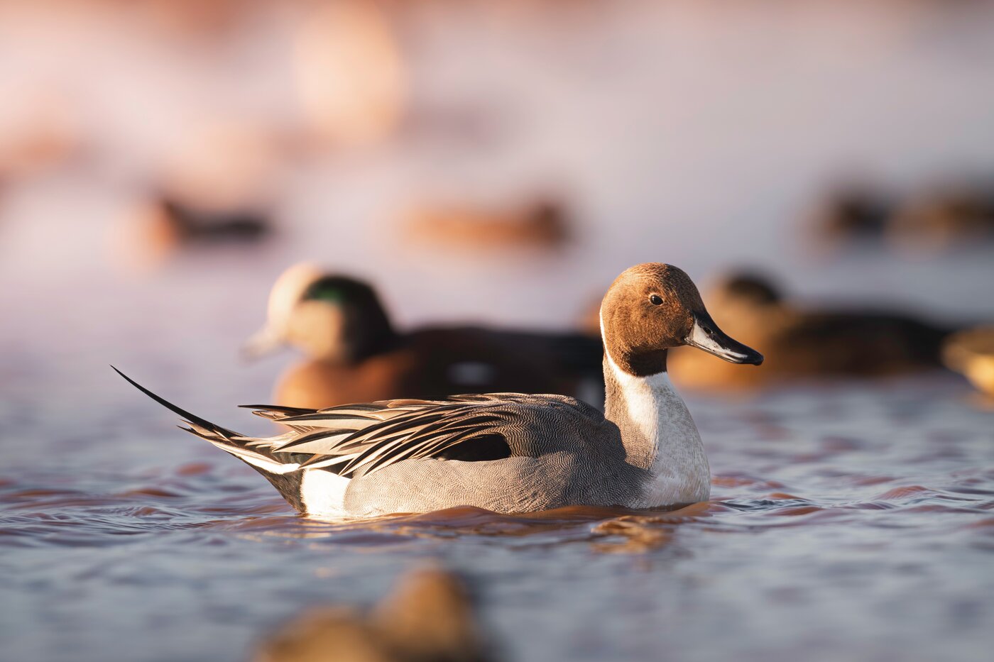 Pintails on the water