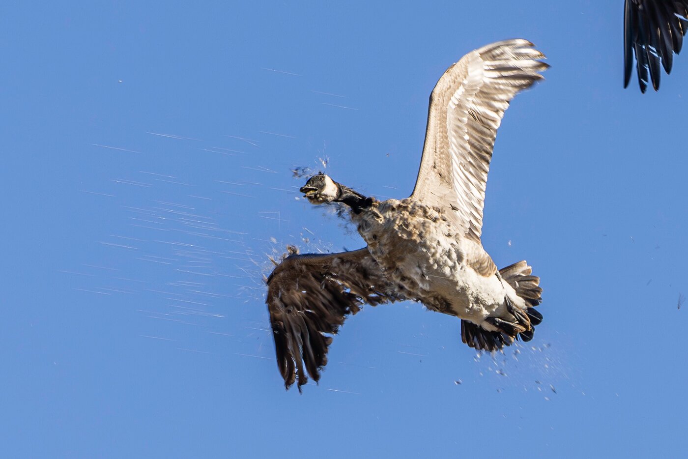 A goose working overhead