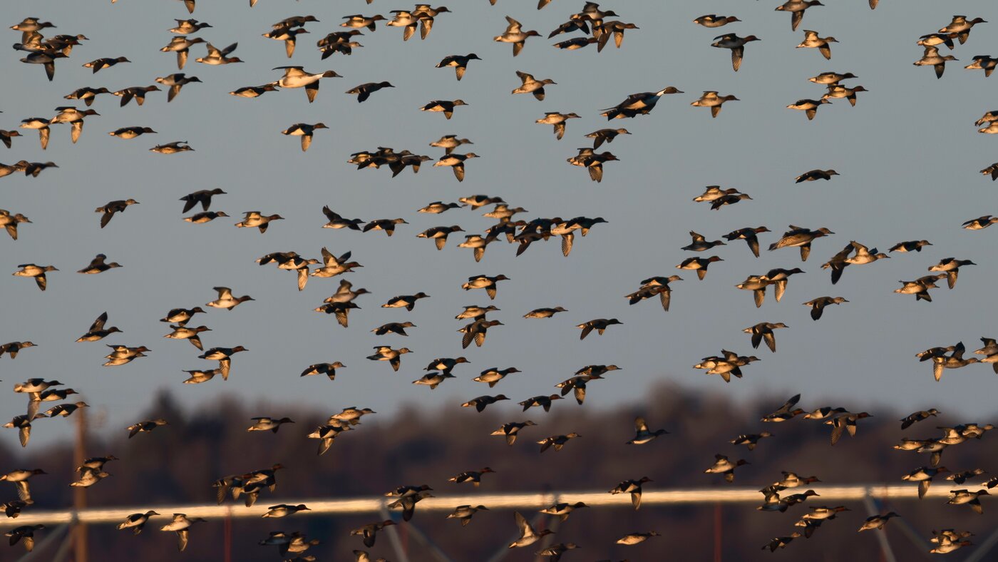 Birds filling the sky