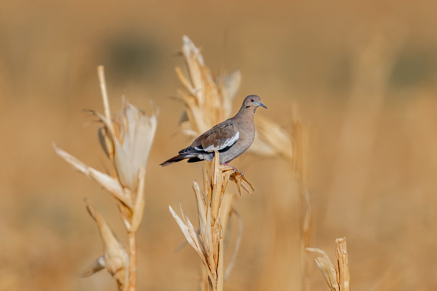 A bird in the grass