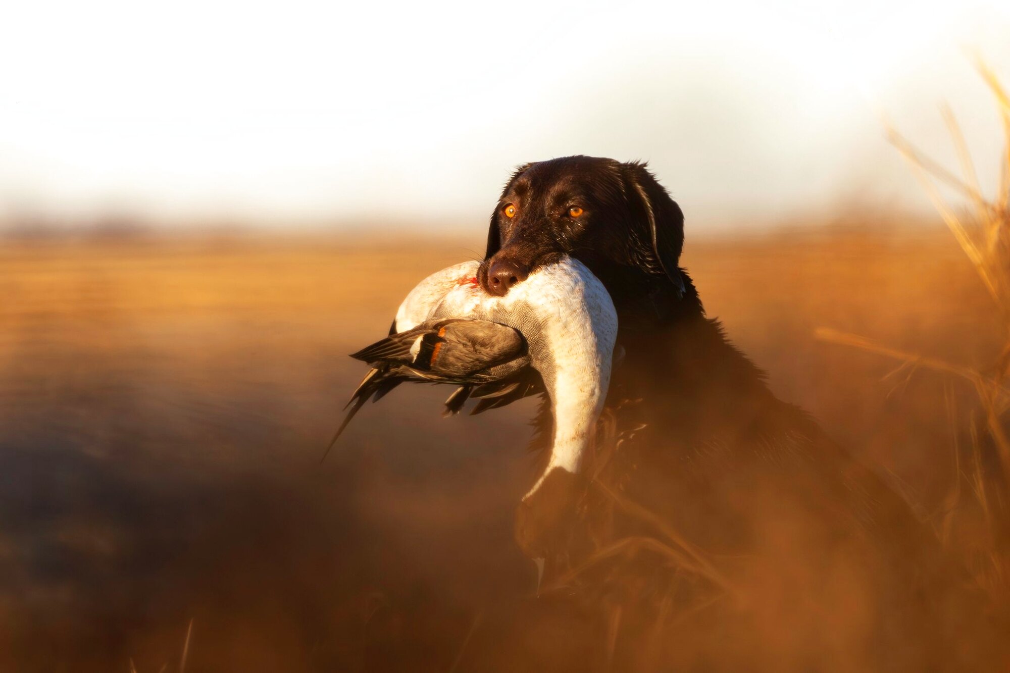 A clean retrieve, a hunt at Dry Creek Outfitters