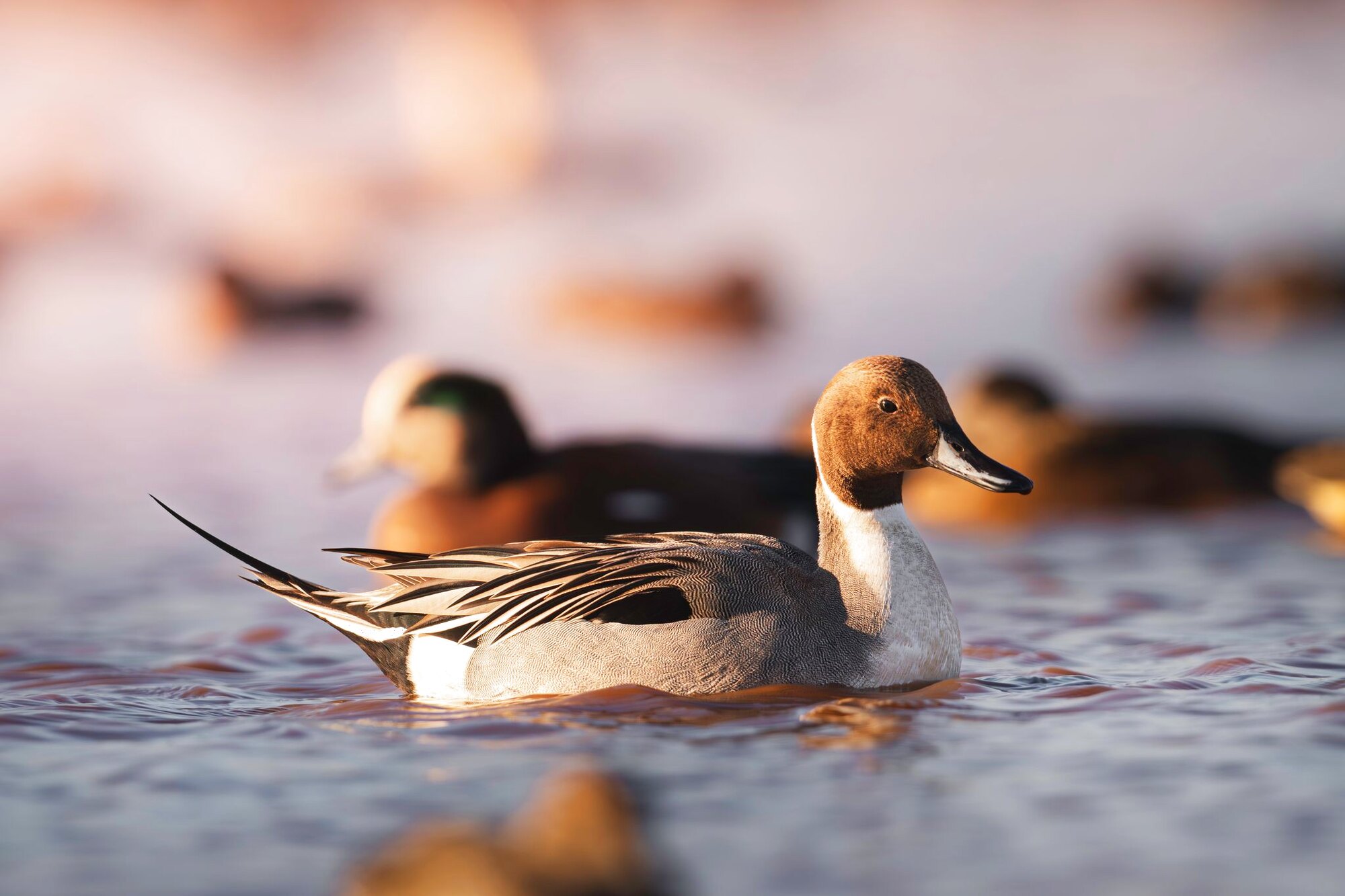 A pintail drake, a hunt at Dry Creek Outfitters