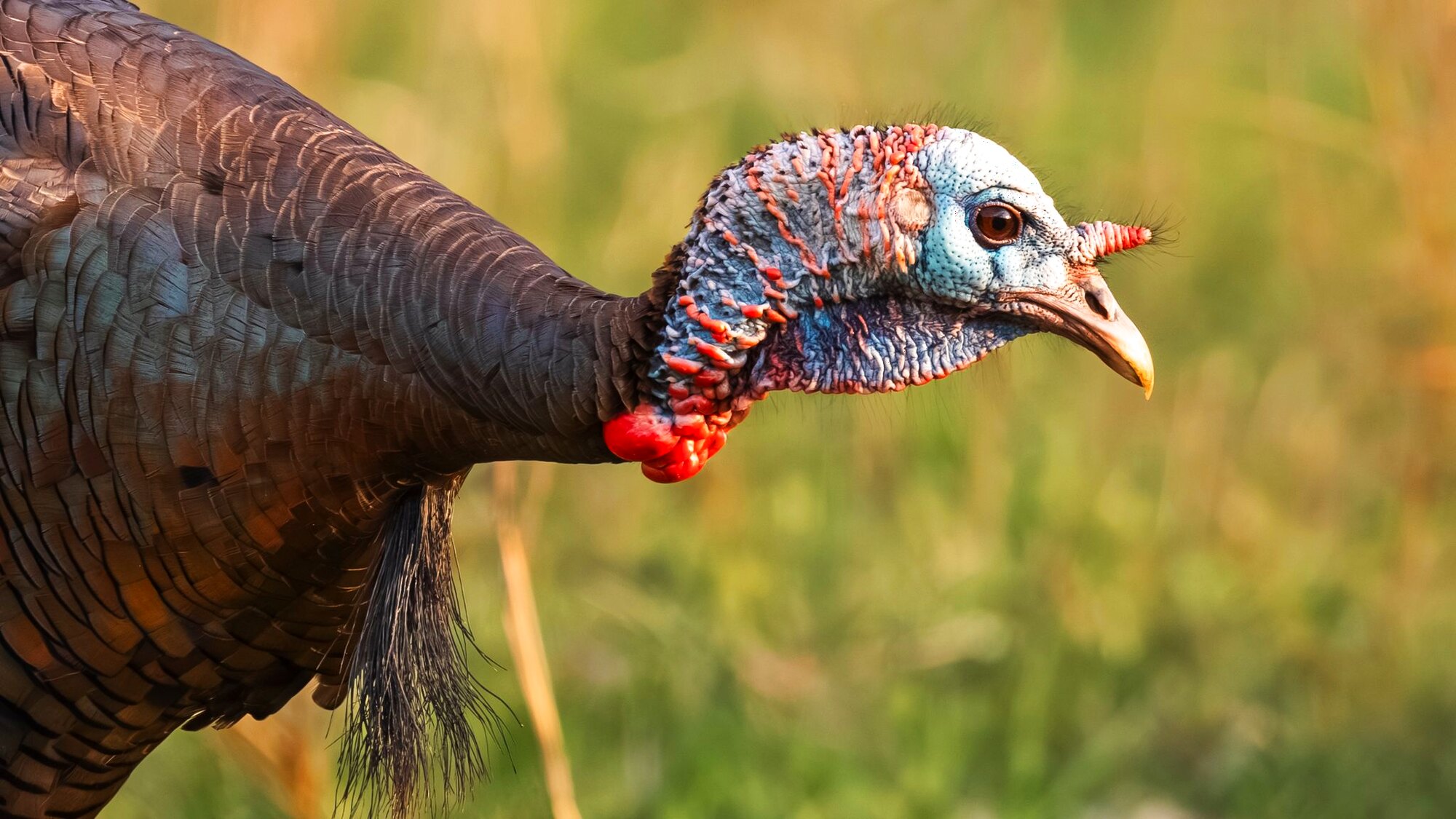 A Rio in full strut, a hunt at Dry Creek Outfitters