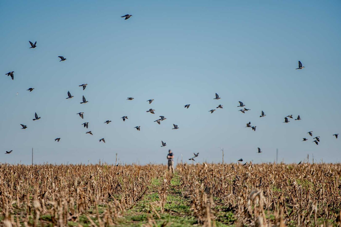 Dove hunting in a North Texas field