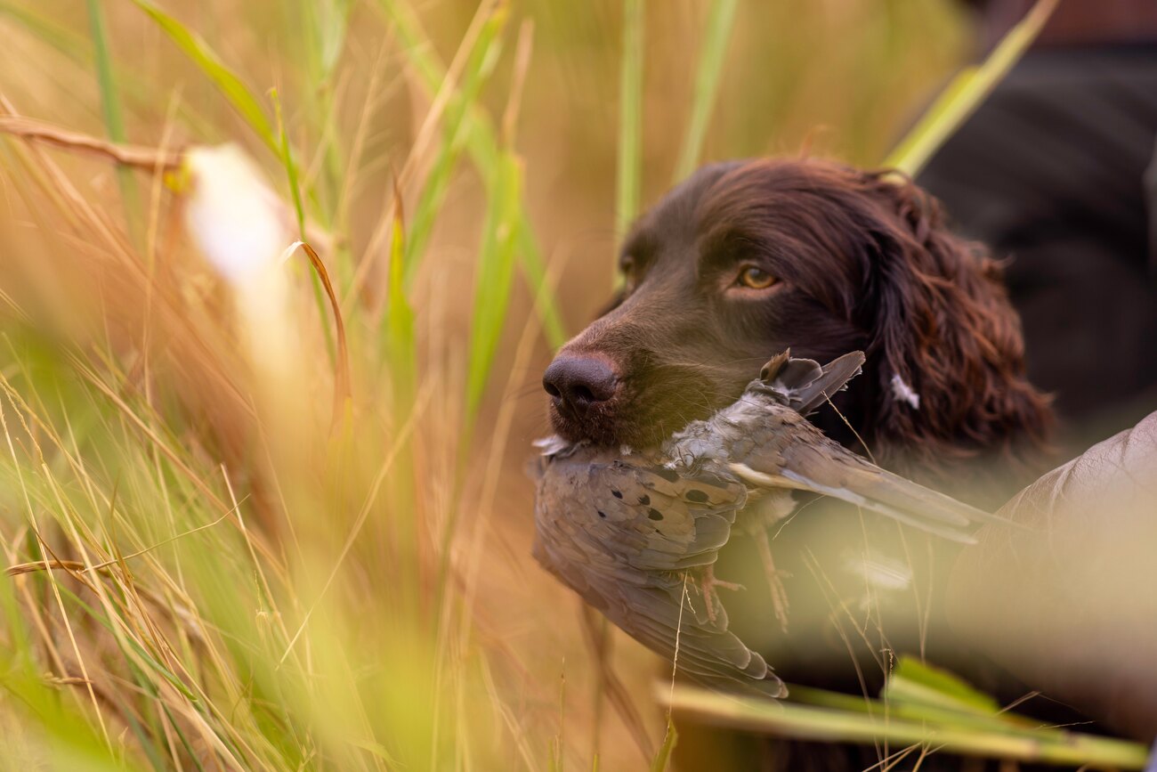 A bird dog retrieving in the grass at Dry Creek Outfitters
