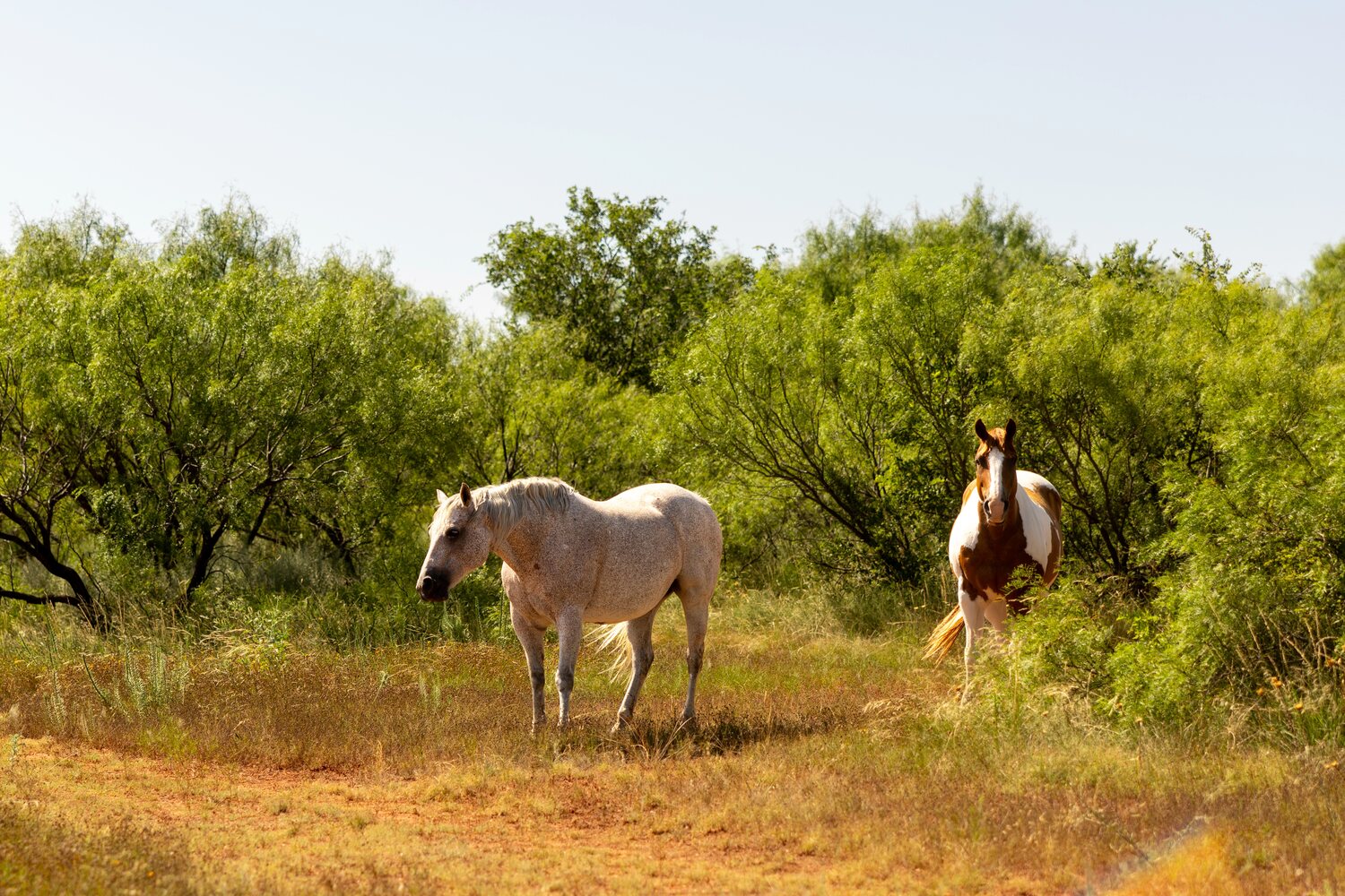 Horses on the Black Flat property